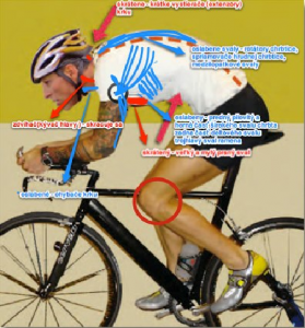 Cyklistika je šport dosiahnuteľný pre všetkých. Ale ako vidíte na obrázku pri nedostatočnej kompenzácii si môžete viac ublížiť v podobe rôznych svalových dysbalancí (nerovnováhy) ako pomôcť . V červenom krúžku sú vyznačené miesta bolesti na vonkajšej  a vnútornej strane kolena.